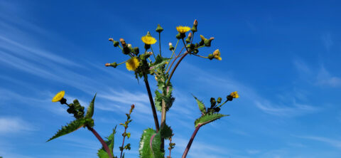 Gele bloem tegen een heldere blauwe lucht met dunne witte wolken.