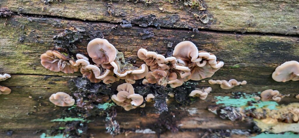 Paddenstoelen groeien op een bemoste boomstam in een bosrijke omgeving.