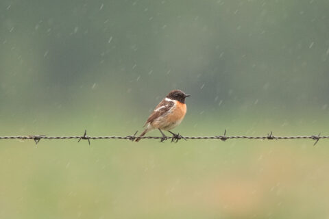 Vogel met oranje borst zit op prikkeldraad in de regen. Groen wazige achtergrond.