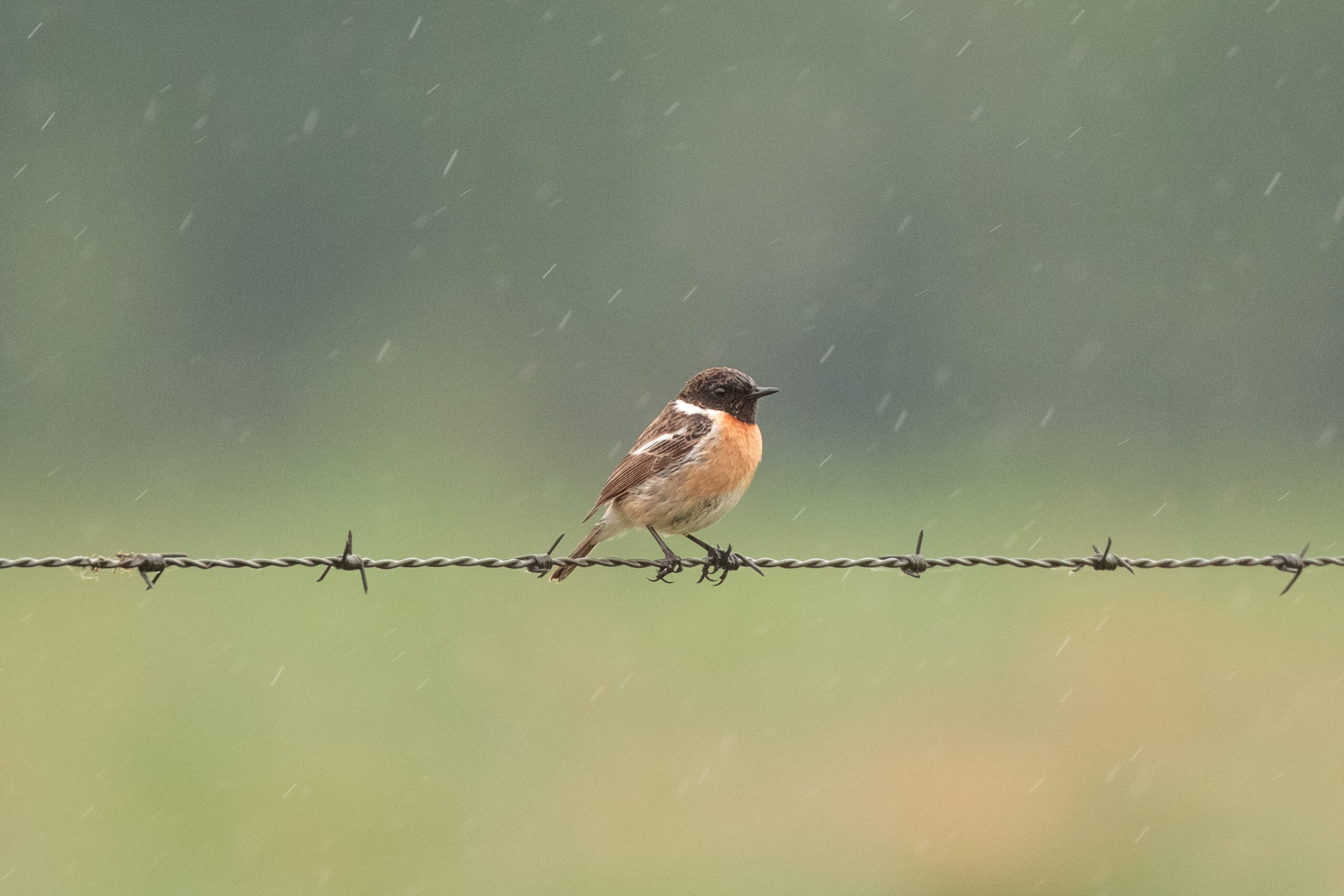 Vogel met oranje borst zit op prikkeldraad in de regen. Groen wazige achtergrond.