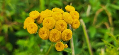 Gele knopvormige bloemen tegen een groene achtergrond van bladeren.