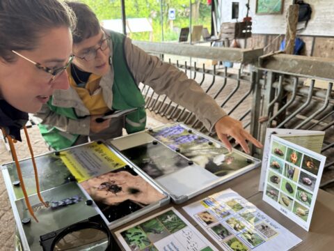 Twee mensen bekijken een tafel met educatieve insectenposters en foto's in een stalomgeving.