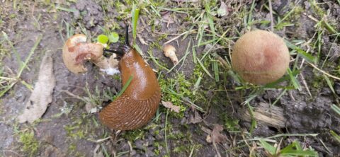 Bruine slak op grasrijke bodem, naast twee paddenstoelen en omgeven door modder en mos.