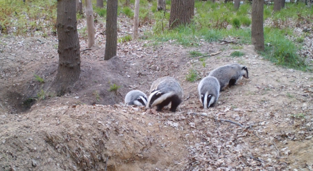Vier dassen snuffelen rond op een bosgrond.