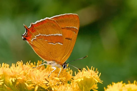 Oranje vlinder zit op gele bloemen tegen een wazige, groene achtergrond.