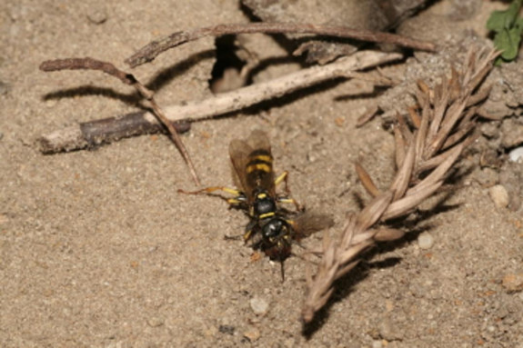 Geerbos