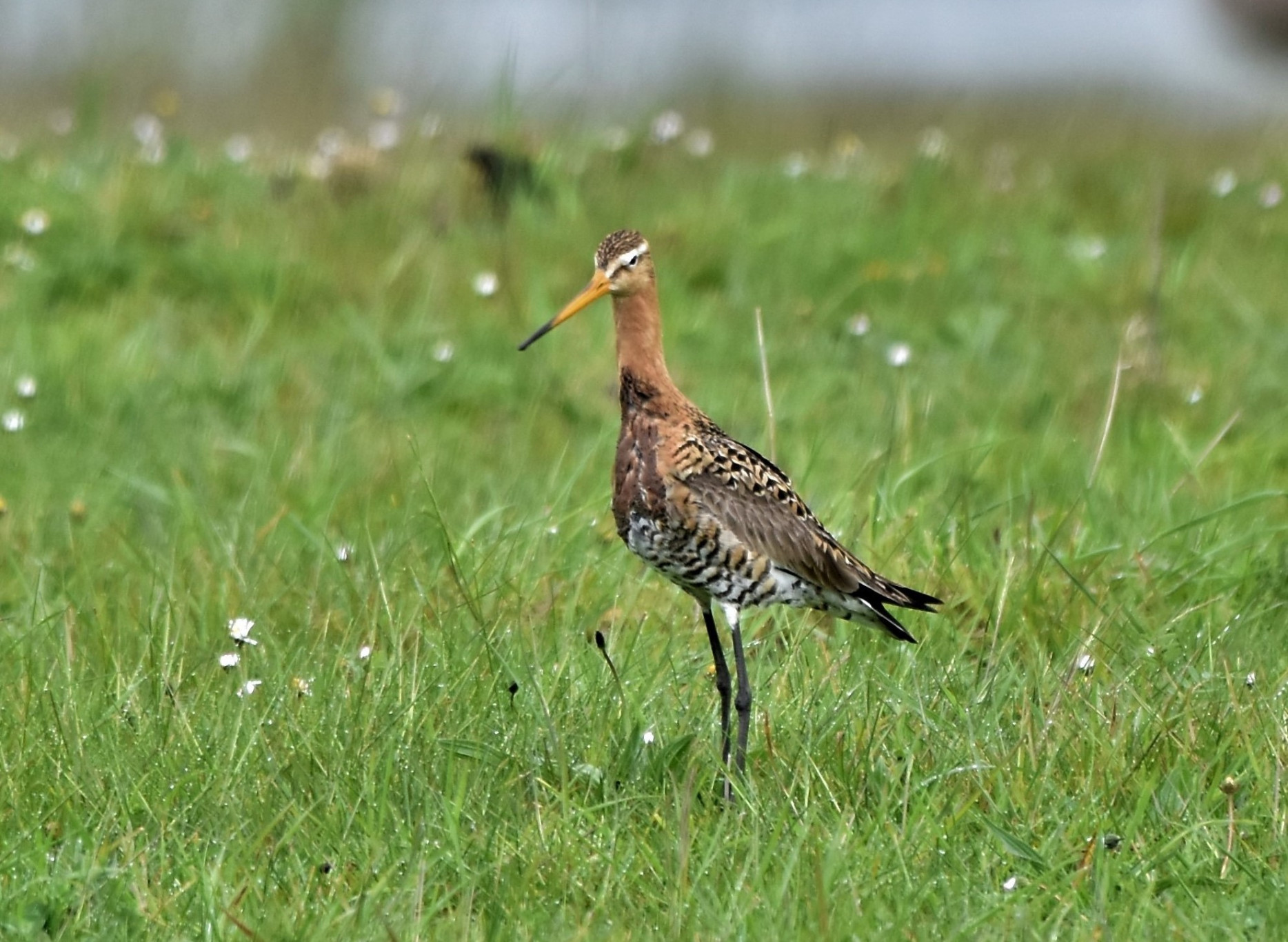 Fotogalerij Weidevogels - Veghel