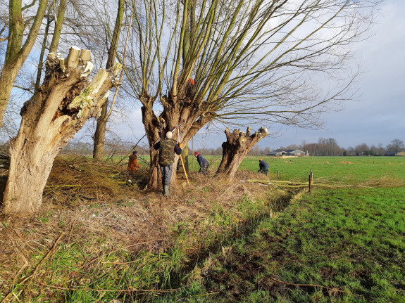 wilgen knotten 3