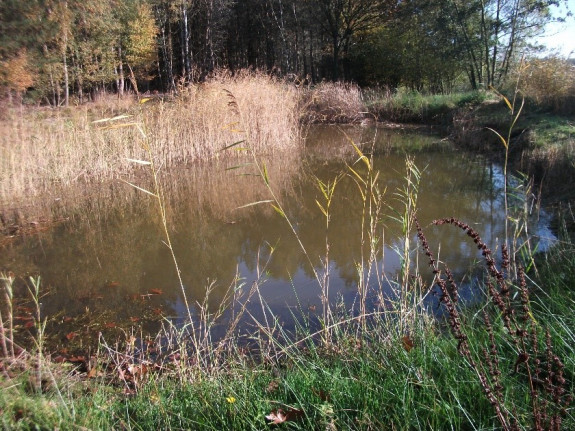 Amfibieën poel