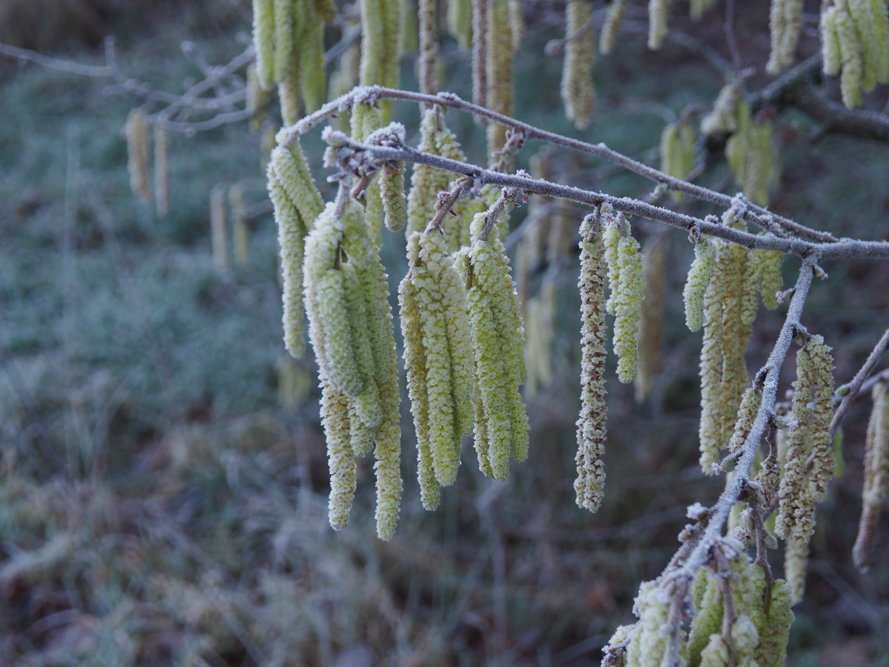 Ontluikende lente in de Aa-broeken