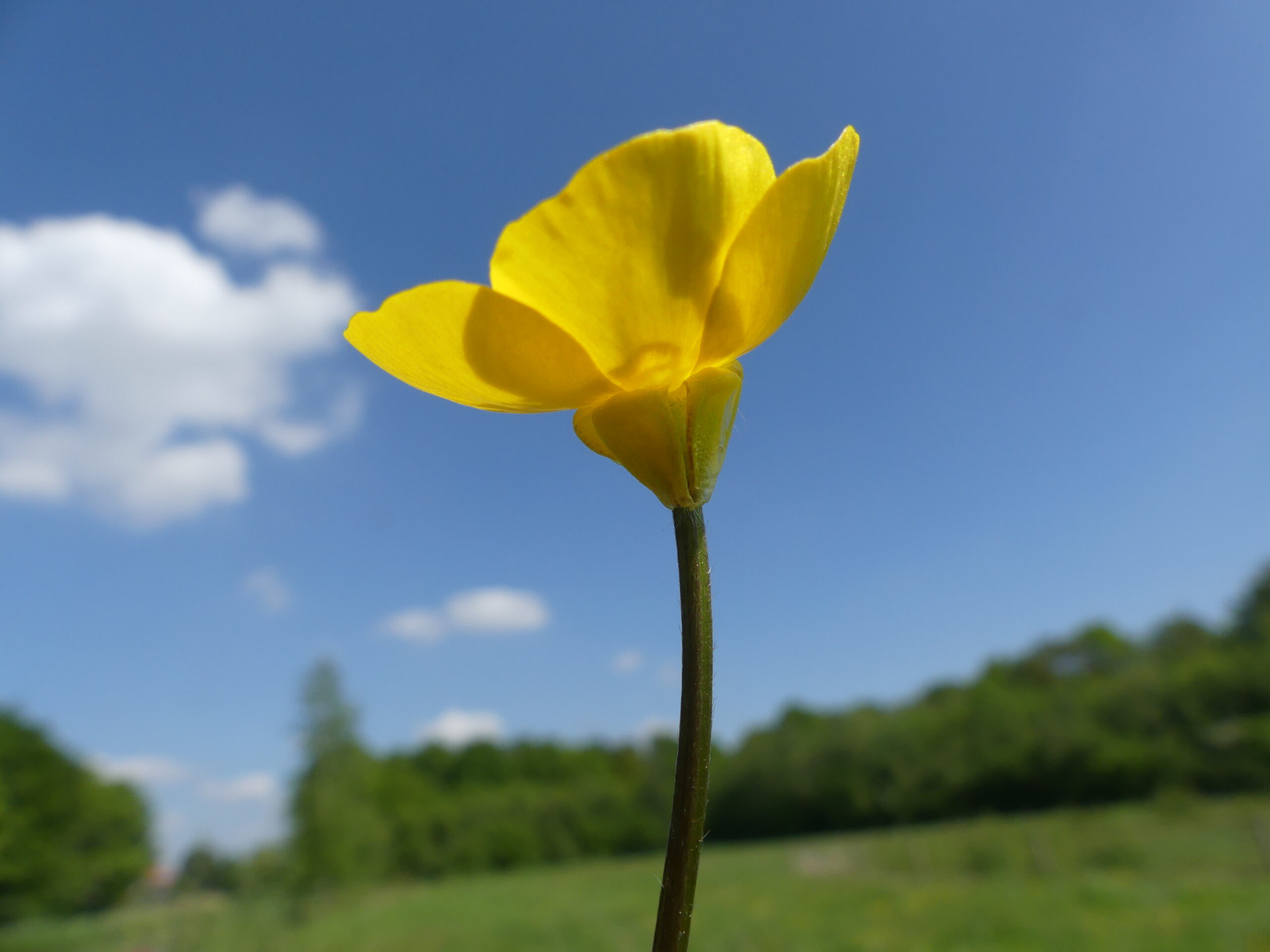 Gele bloem tegen een blauwe lucht met witte wolken en groene achtergrond.