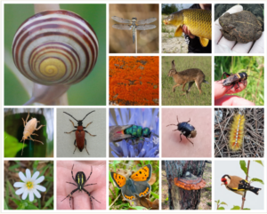 Collage van dieren en natuur: slakkenhuis, libel, vis, haas, insecten, bloemen en een vogel.
