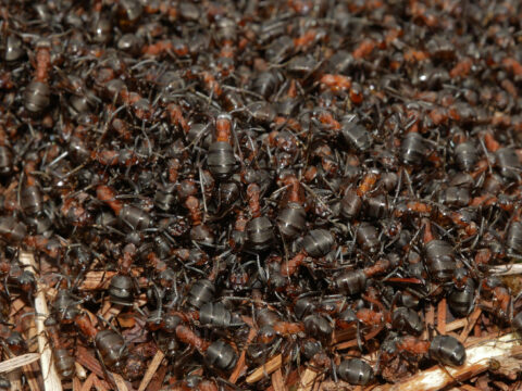 Een grote zwerm mieren krioelt over elkaar op een nest van takjes en bladeren.