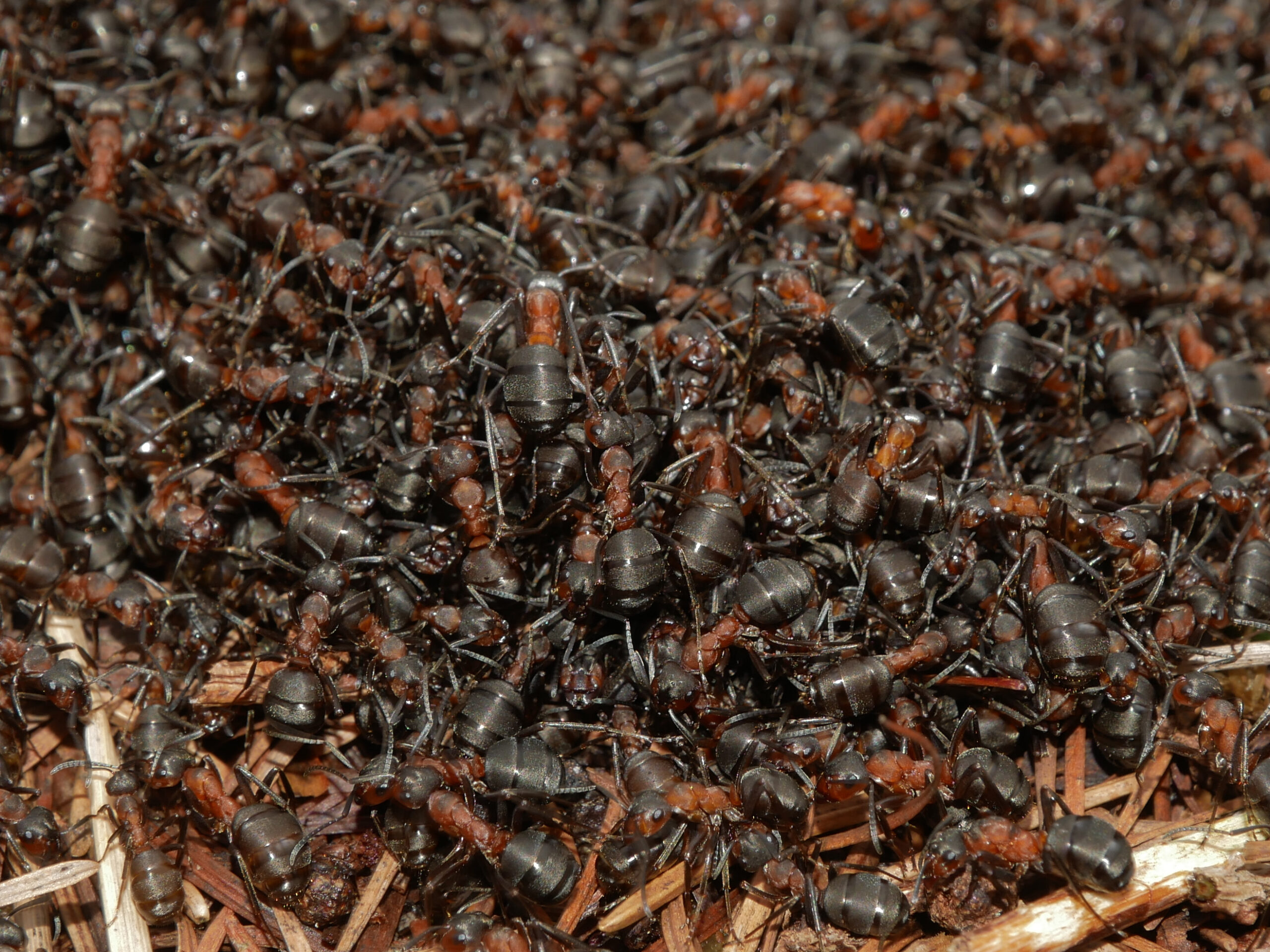 Een grote zwerm mieren krioelt over elkaar op een nest van takjes en bladeren.