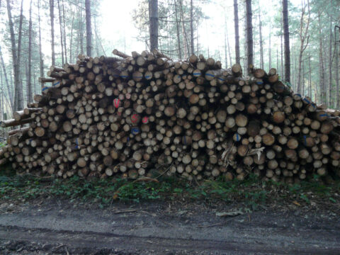 Stapel boomstammen langs een bosweg in een bosrijke omgeving.