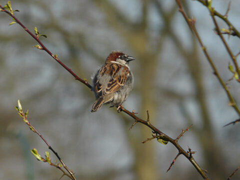 Mus zit op een tak met enkele groene scheuten op een wazige achtergrond.