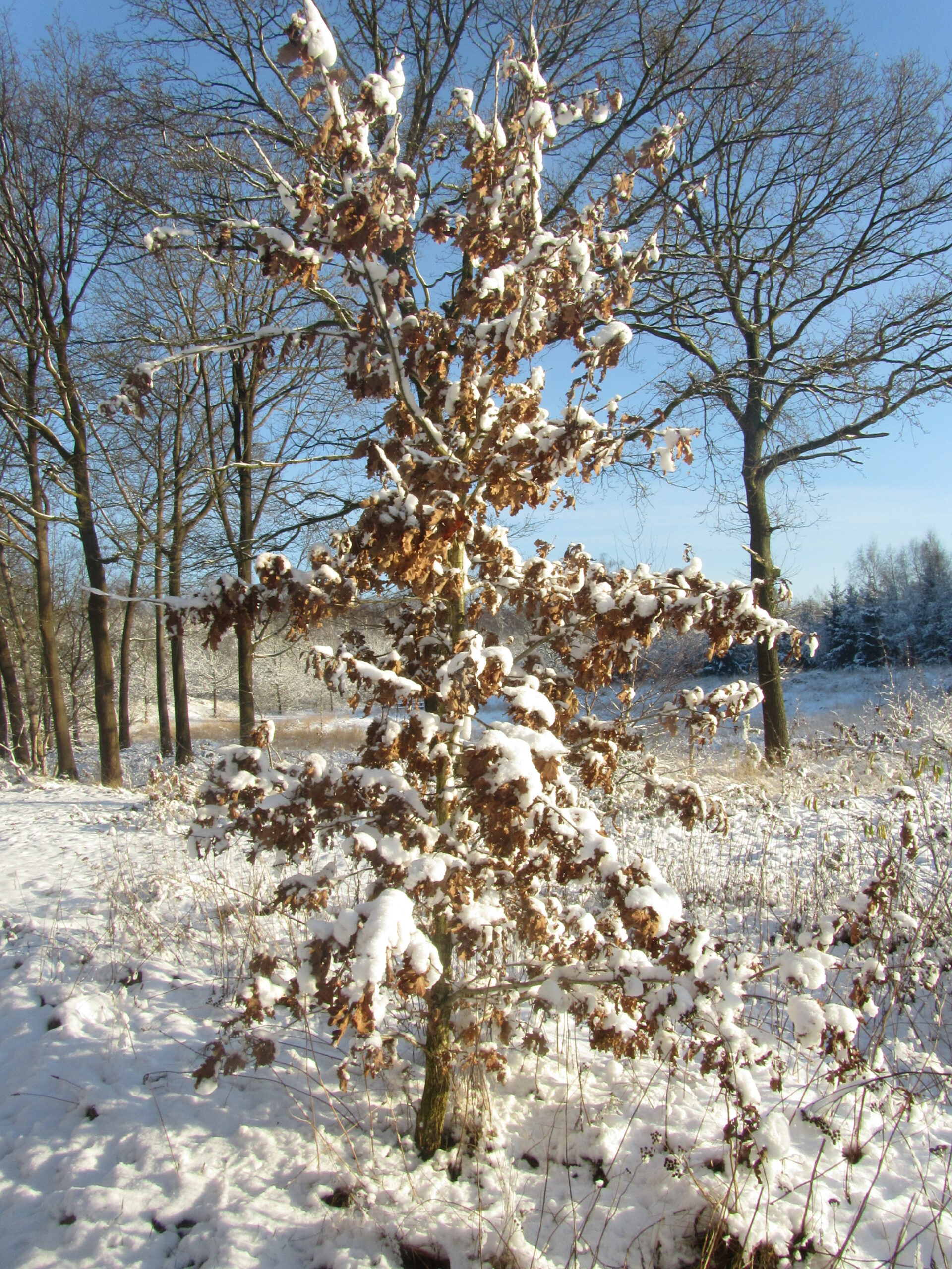 Een boom bedekt met sneeuw op een besneeuwd veld onder een heldere blauwe lucht.