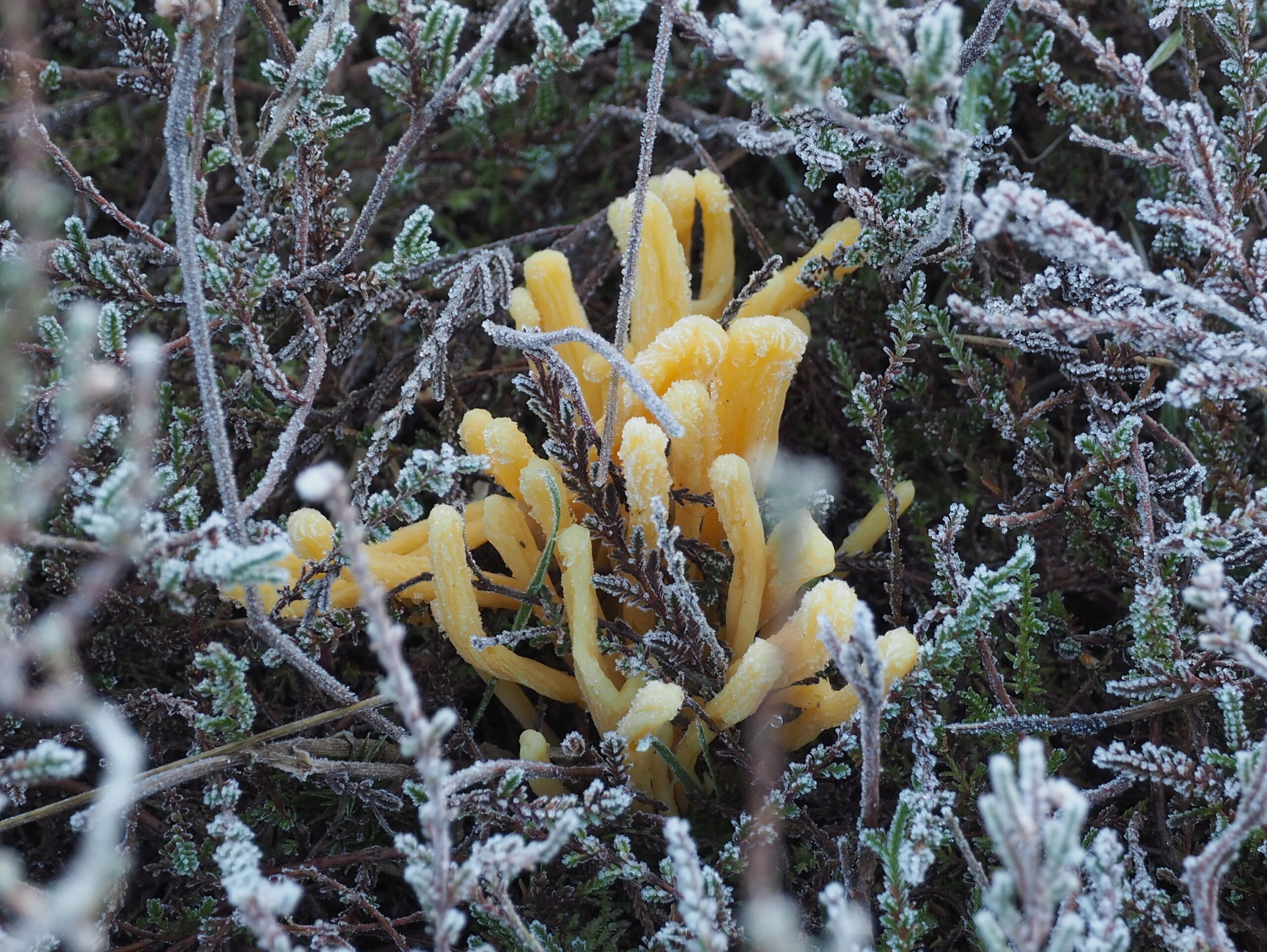 Gele zwam tussen met rijp bedekte takken en bladeren in een winterse omgeving.