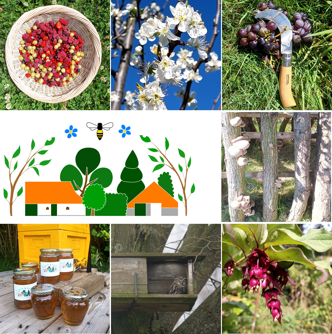 Mand met bessen, bloesems, druiven, paddenstoelen, honingpotten, vogelhuisje, en tuinillustratie.