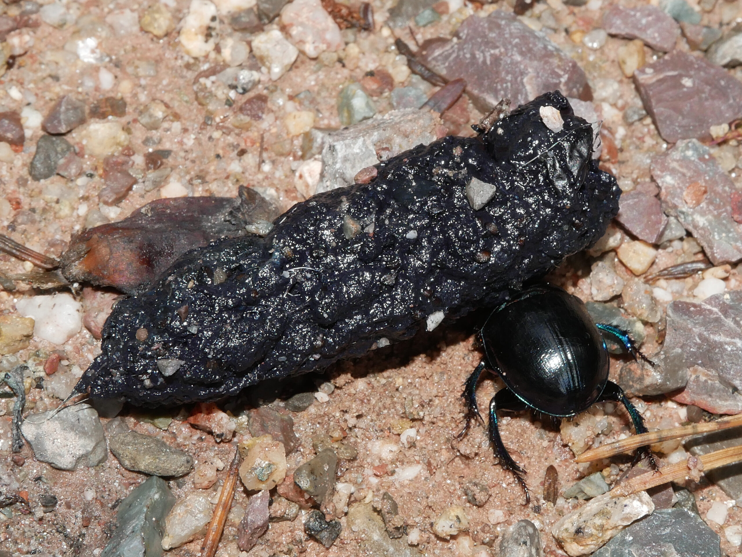 Zwarte mestkever rolt een donkere mestbal over een grindachtige ondergrond.