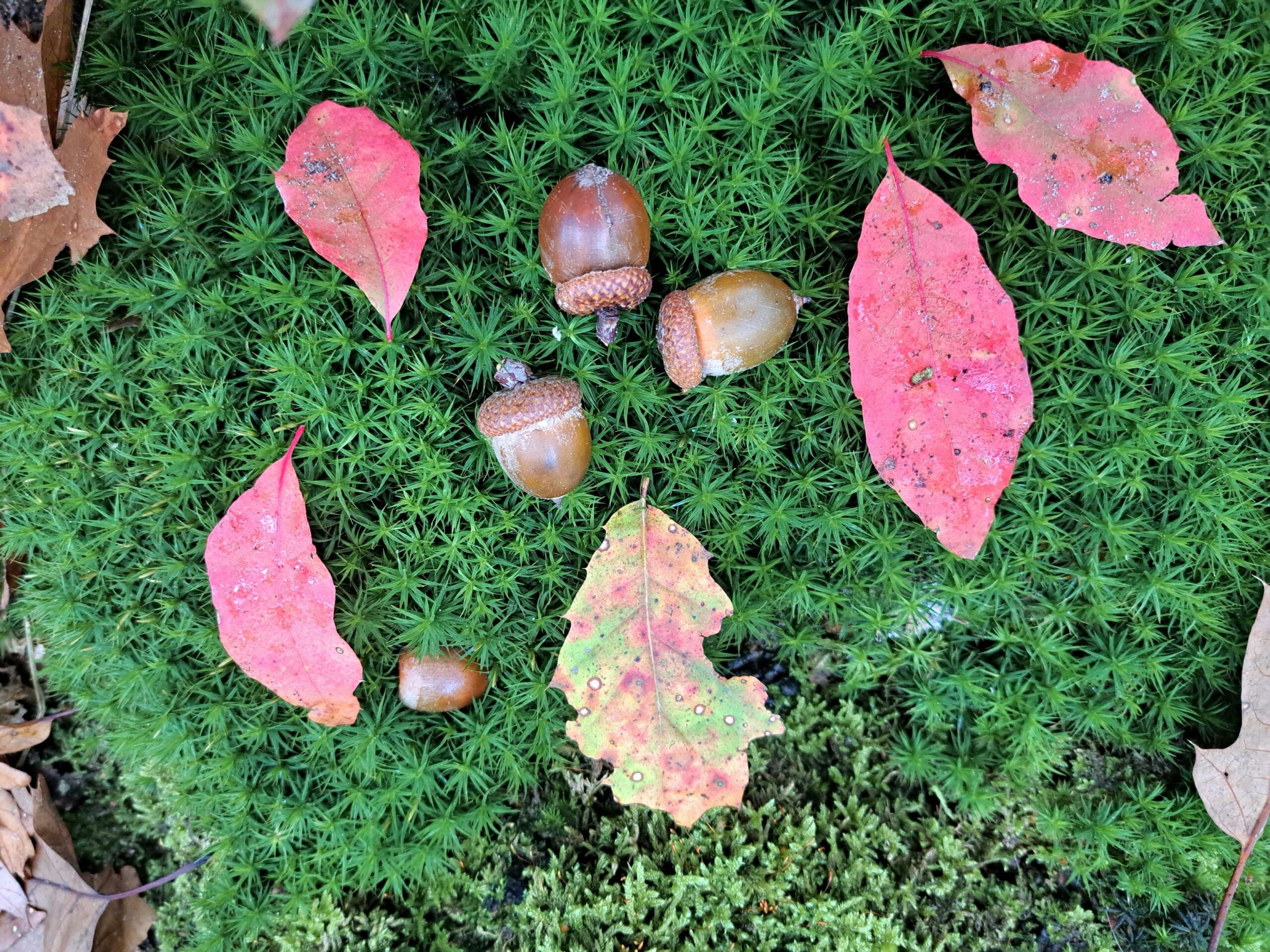 Eikels en rode bladeren op groen mos.