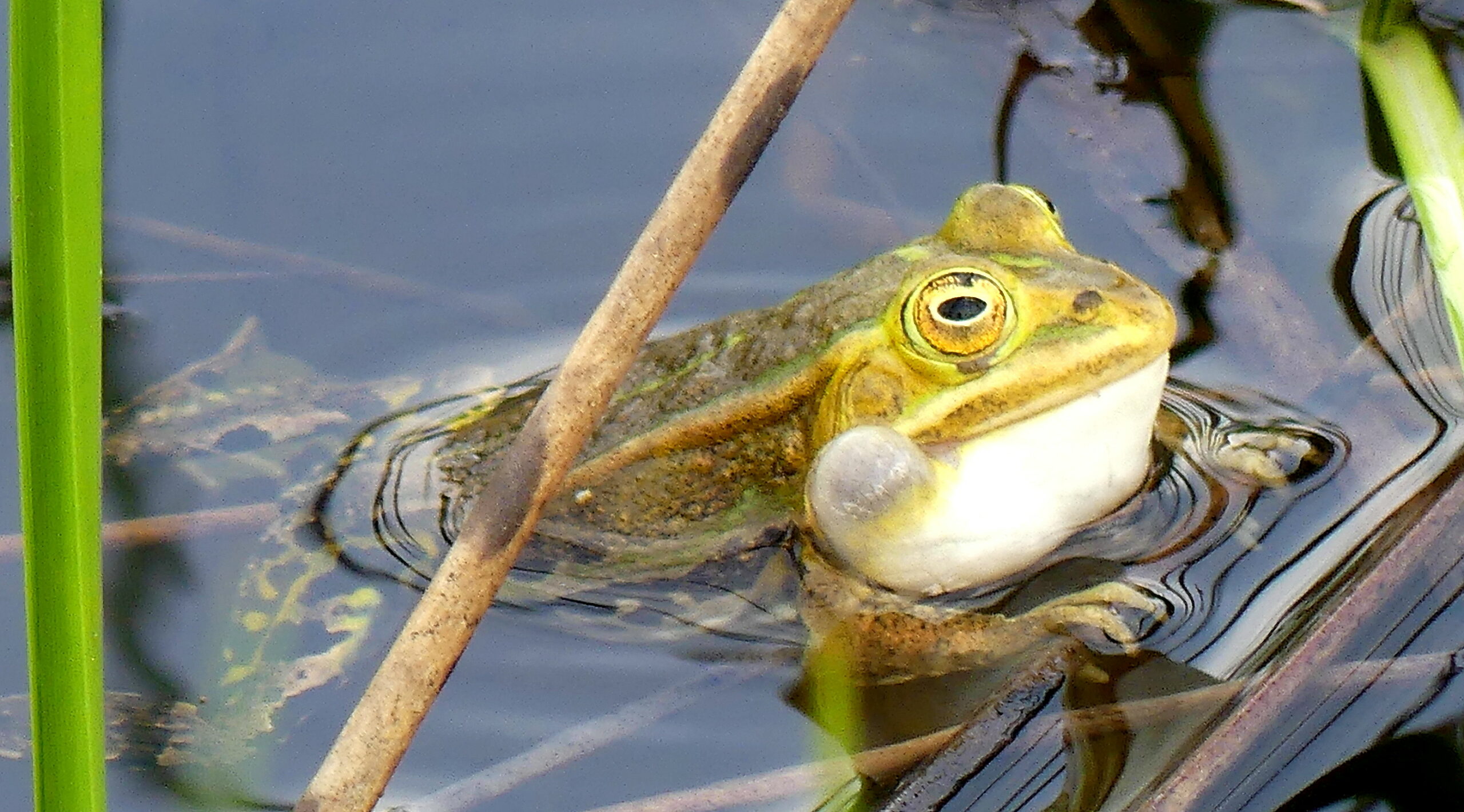 Kikker in vijver met opblaasbare keelzak, omringd door rietstengels.