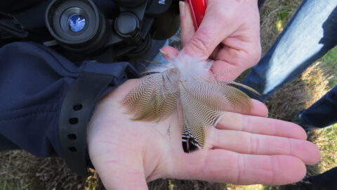 Hand met veren en verrekijker, buiten in het gras.