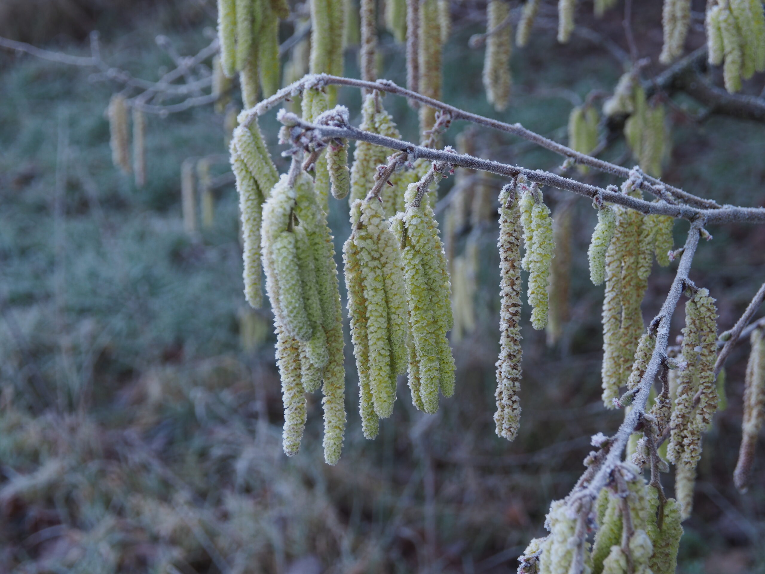 Katjes bedekt met rijp aan een kale tak in een winterlandschap.