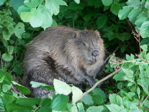 Bever in dichte groene begroeiing.
