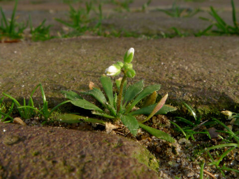 Kleine plant met witte knoppen groeit tussen voegen van bestrating.