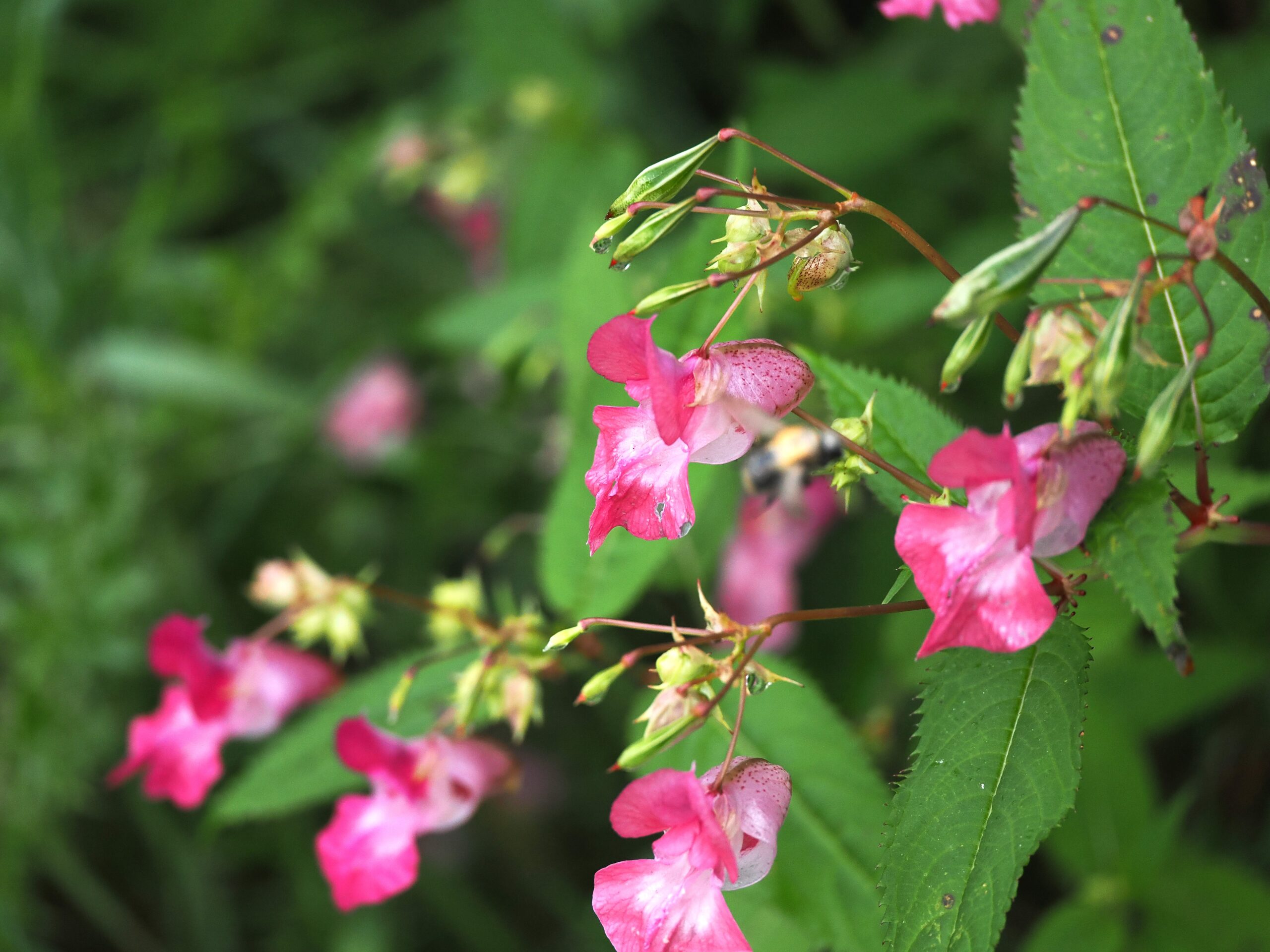 Roze bloemen en groene bladeren tegen een wazige achtergrond.