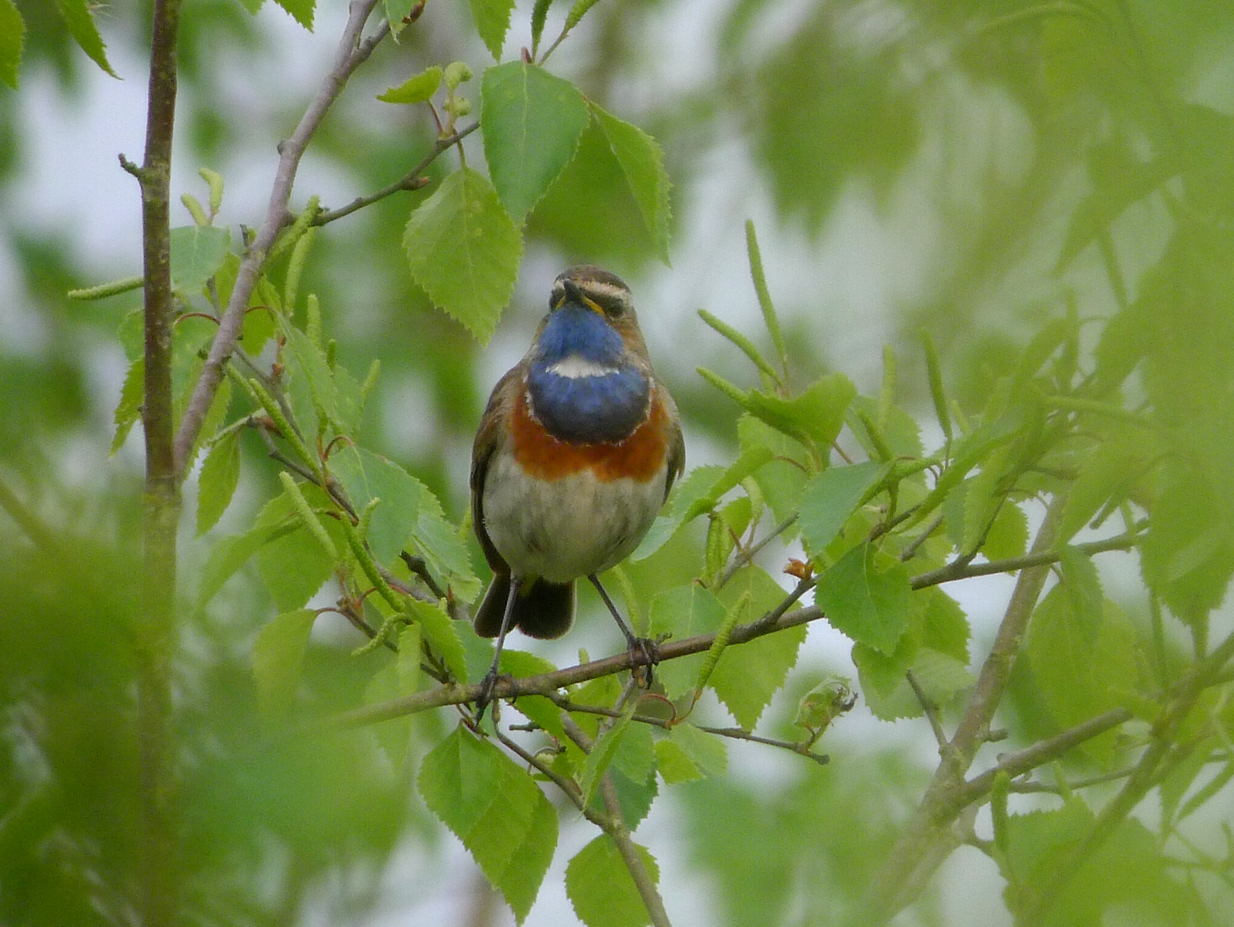 Vogel met blauwe borst zit op een tak, omgeven door groene bladeren.