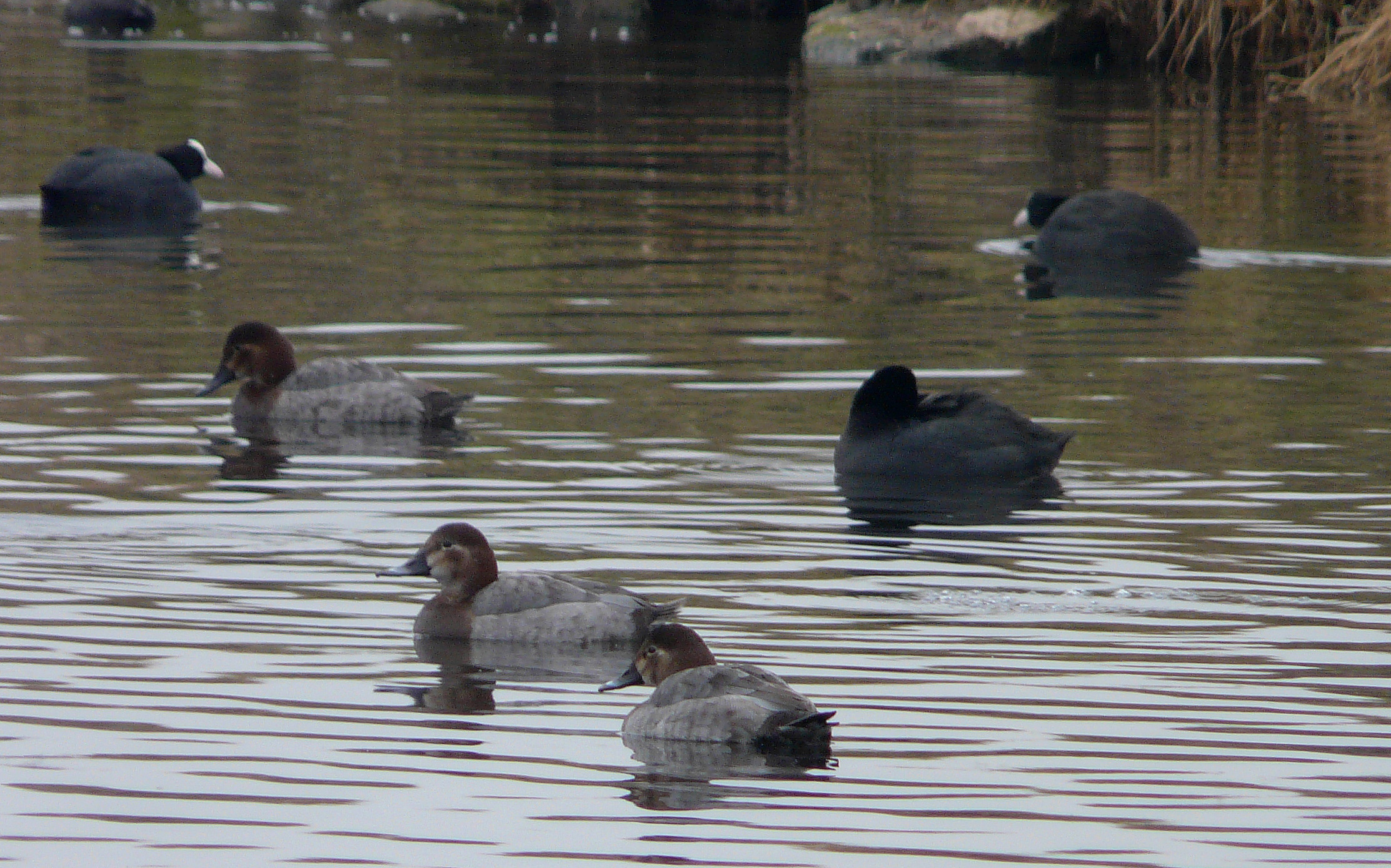 Eenden en meerkoeten zwemmen rustig in een natuurlijke vijver, omgeven door riet.