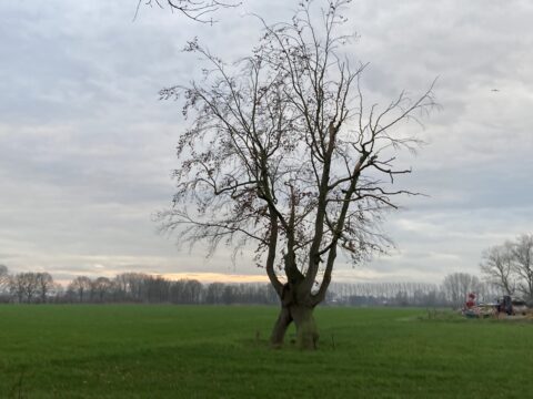 Boom met kale takken in een open groen veld, onder een bewolkte lucht. Links op de achtergrond meerdere bomen.