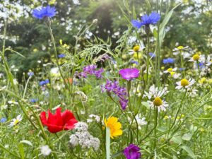 Een kleurrijke bloemenweide met klaprozen, korenbloemen en margrieten in zonlicht.
