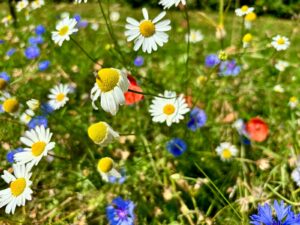 Wilde bloemenweide met witte margrieten en paarse korenbloemen in de zon.