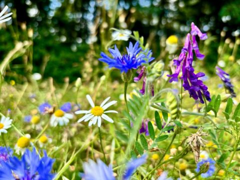 Wilde bloemen in een kleurrijke weide met felpaarse, blauwe en witte bloesems tegen een wazige achtergrond.