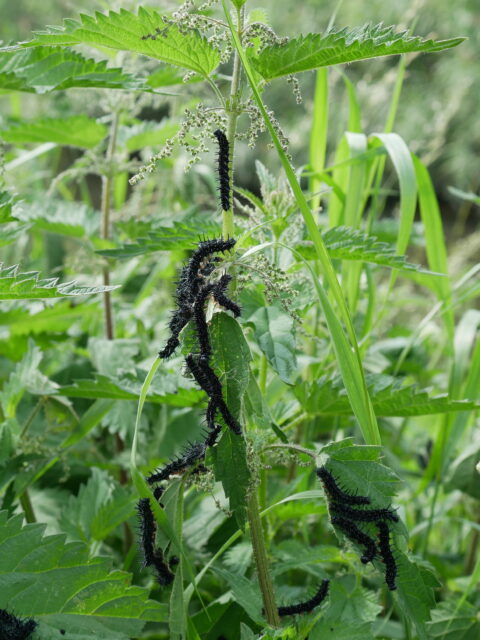 Zwarte rupsen op een brandnetelplant in groen landschap.