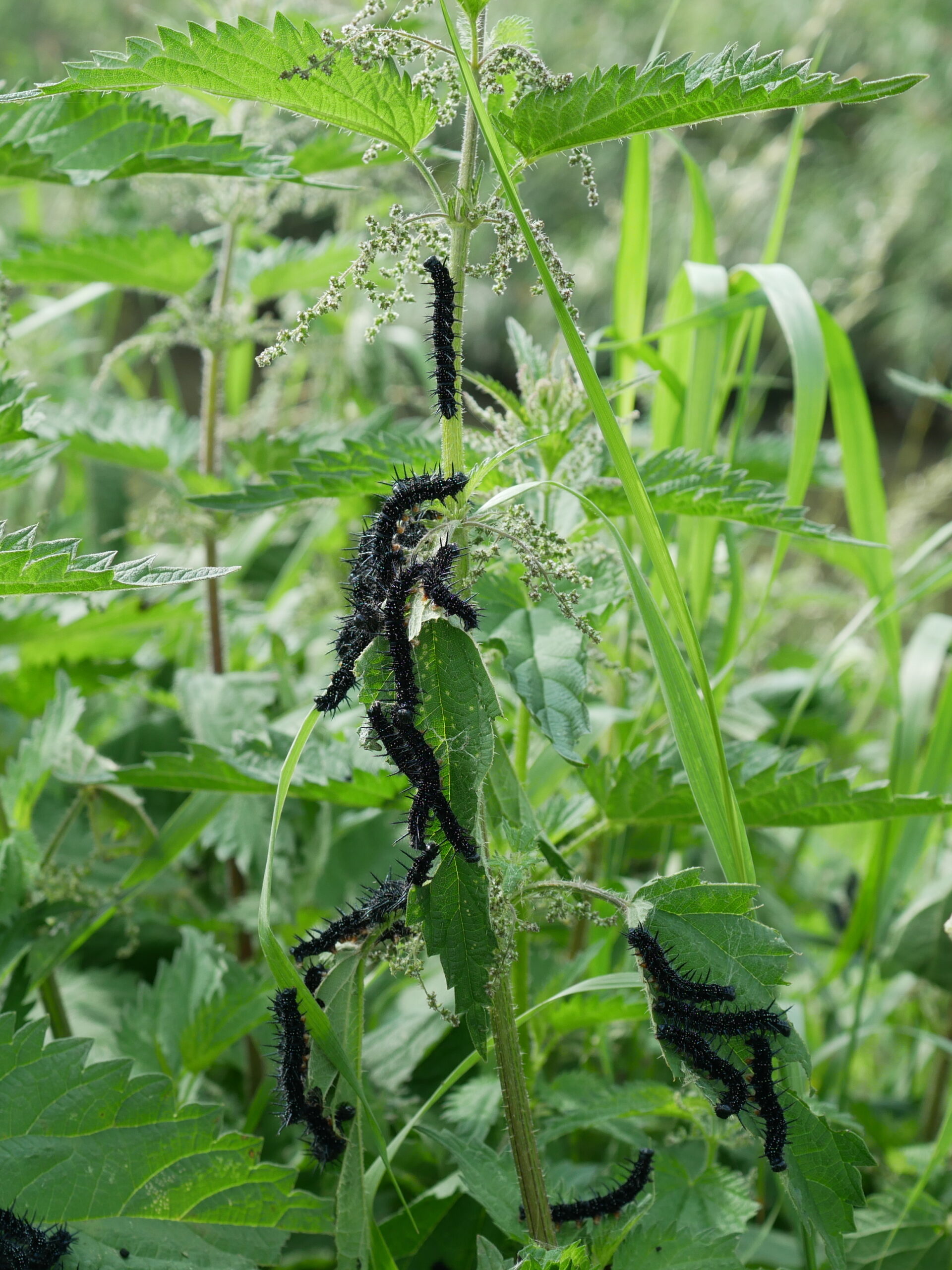 Zwarte rupsen op een brandnetelplant in groen landschap.