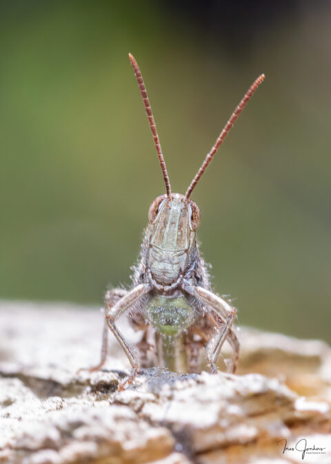 Close-up van een sprinkhaan op een ruw oppervlak met een wazige groene achtergrond.