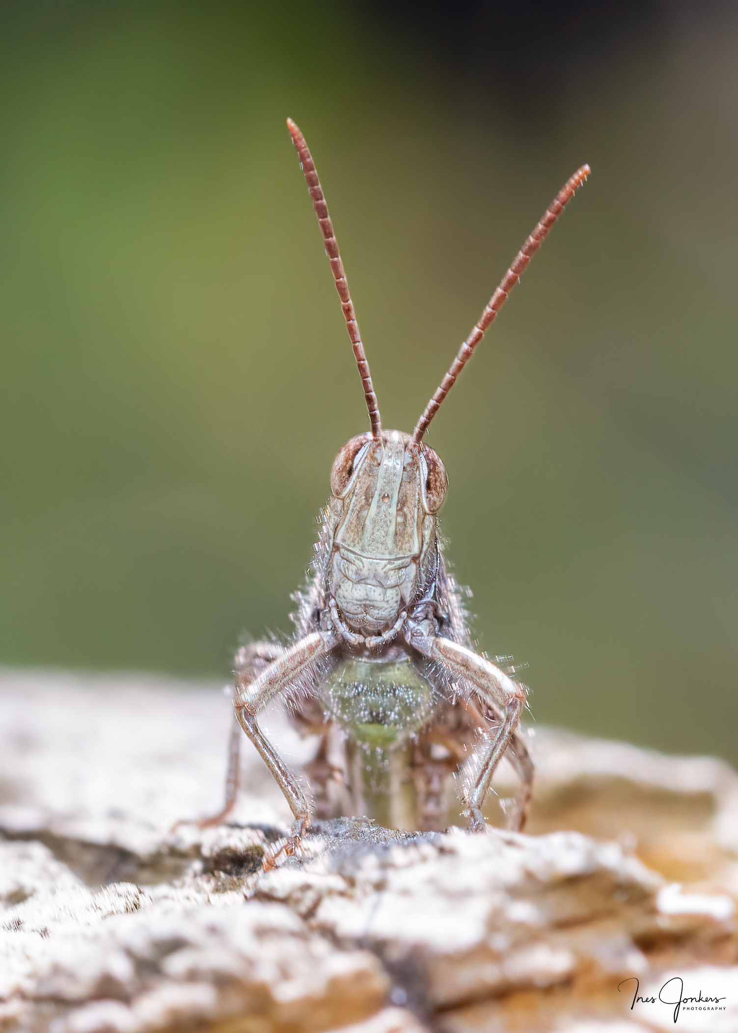 Close-up van een sprinkhaan op een ruw oppervlak met een wazige groene achtergrond.