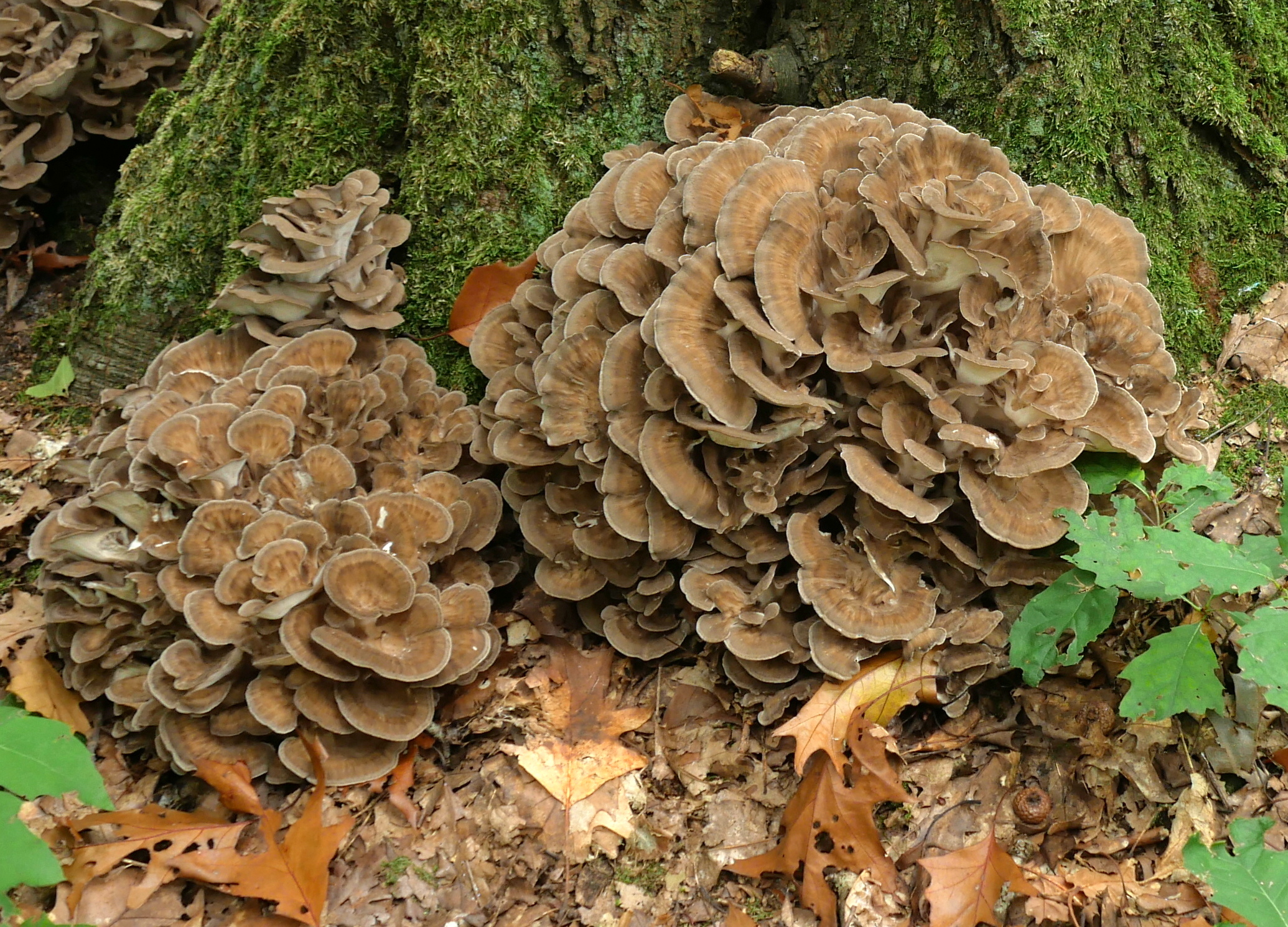 Groepje bruine zwammen aan de basis van een met mos bedekte boom, omringd door herfstbladeren.