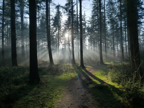 Zonnestralen door bomen in een mistig bos met groene paden.