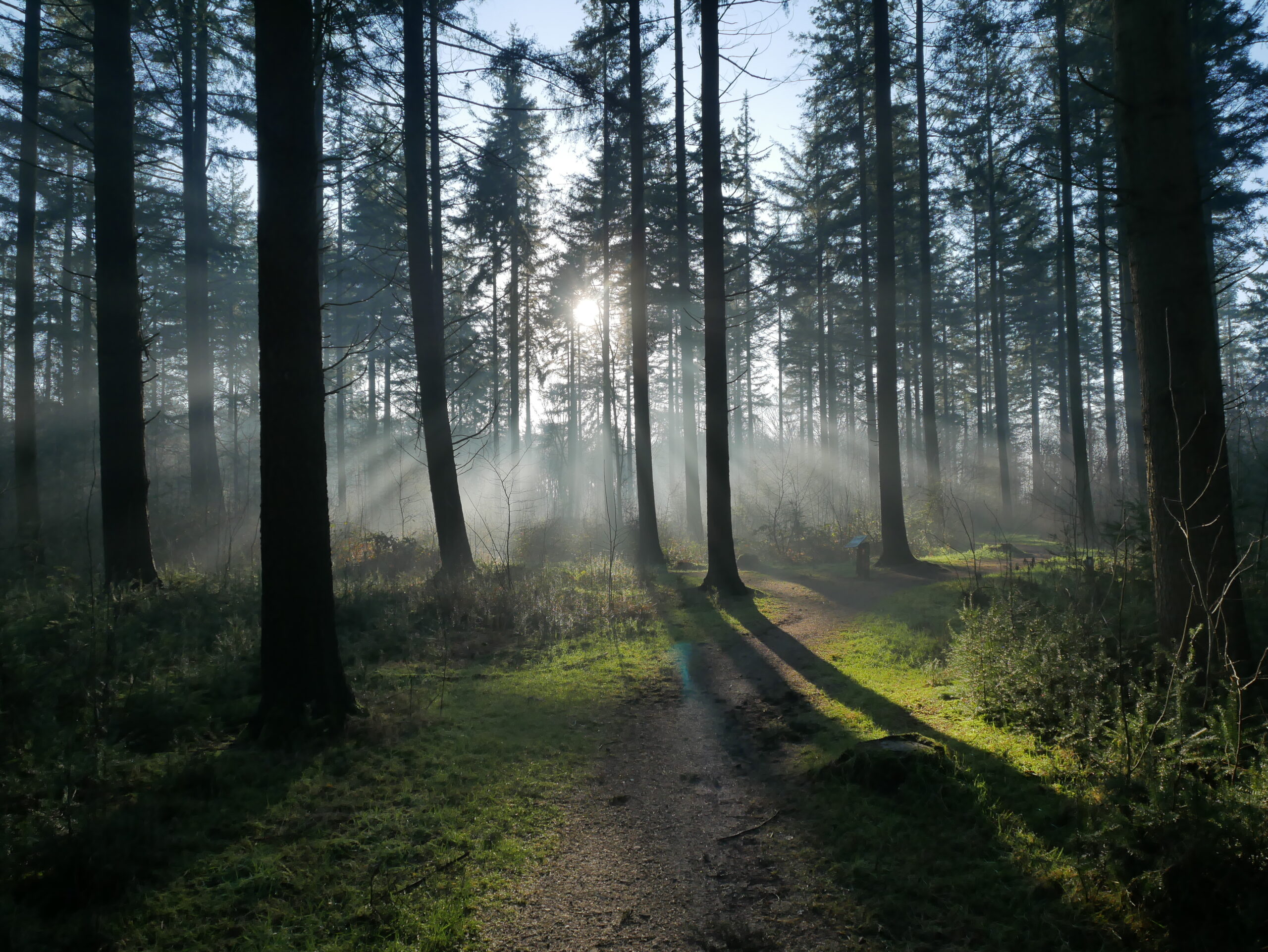 Zonnestralen door bomen in een mistig bos met groene paden.