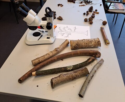 Microscoop en takken op tafel met een tekening van een boom en natuurlijke materialen.