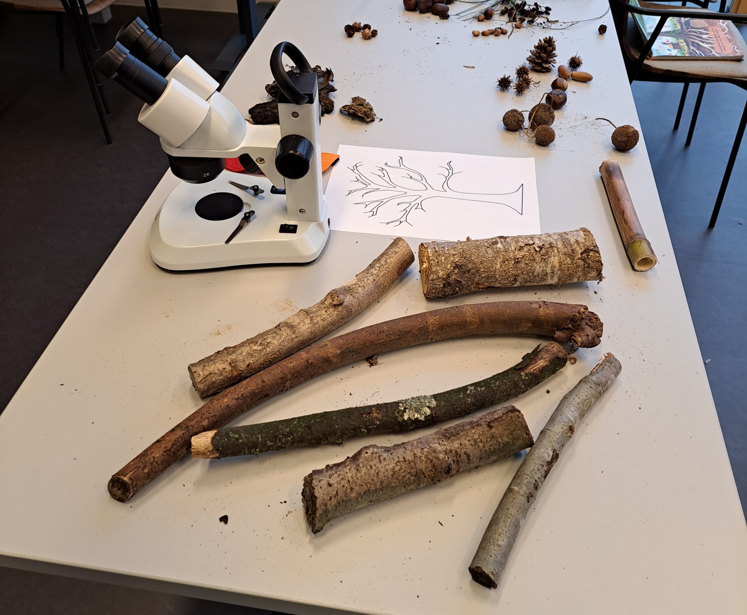 Microscoop en takken op tafel met een tekening van een boom en natuurlijke materialen.