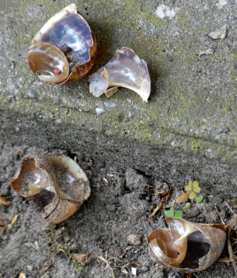 Gebroken slakkenhuizen op een bodem met mos en aarde, vier verdeeld over de foto.