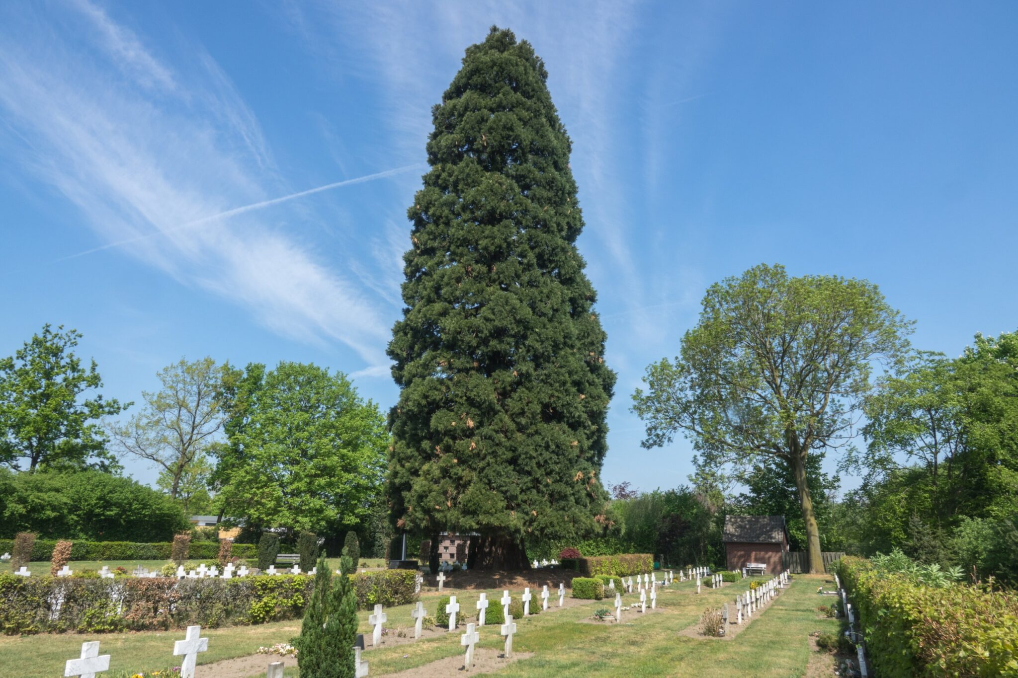 Grote sequoia en witte grafkruisen op een bosrijke begraafplaats bij blauwe hemel.