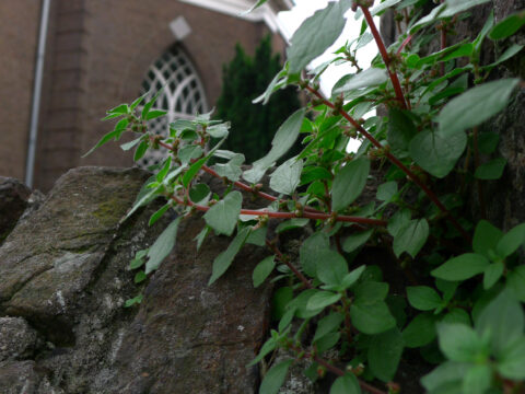 Groene plant op een oude stenen muur met op de achtergrond een gebouw met een gebogen raam.