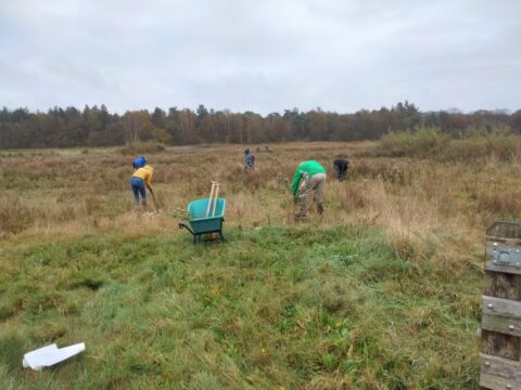 Mensen werken in een veld met hoge gras. Er staat een kruiwagen op de voorgrond.